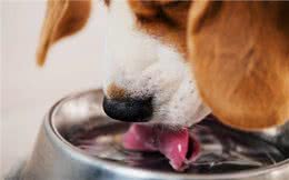 狗狗呕吐就手足无措?判定狗狗呕吐的原因，能帮到它更好地痊愈