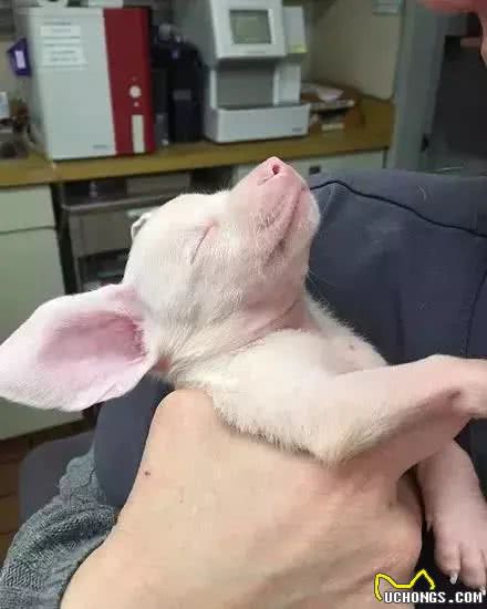 腊肠犬和吉娃娃杂交，诞生了一只，外表可爱但注定命途坎坷