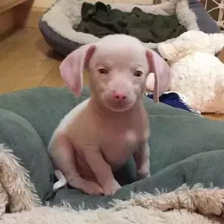腊肠犬和吉娃娃杂交，诞生了一只，外表可爱但注定命途坎坷
