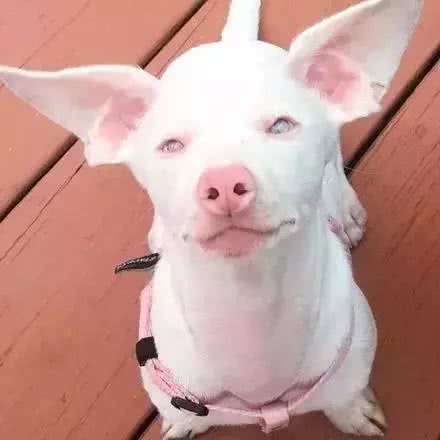 腊肠犬和吉娃娃杂交，诞生了一只，外表可爱但注定命途坎坷