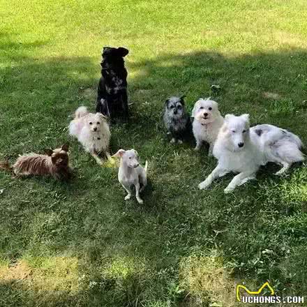 腊肠犬和吉娃娃杂交，诞生了一只，外表可爱但注定命途坎坷