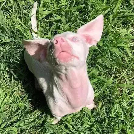 腊肠犬和吉娃娃杂交，诞生了一只，外表可爱但注定命途坎坷