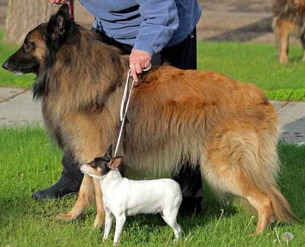 每日一读:狗狗品种—比利时特伏丹犬