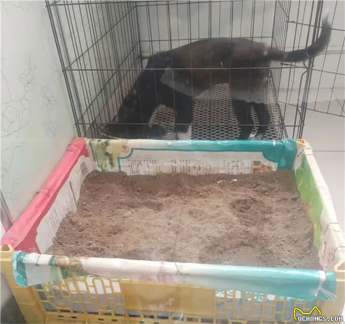 楼上养狗狗，训是第一位的