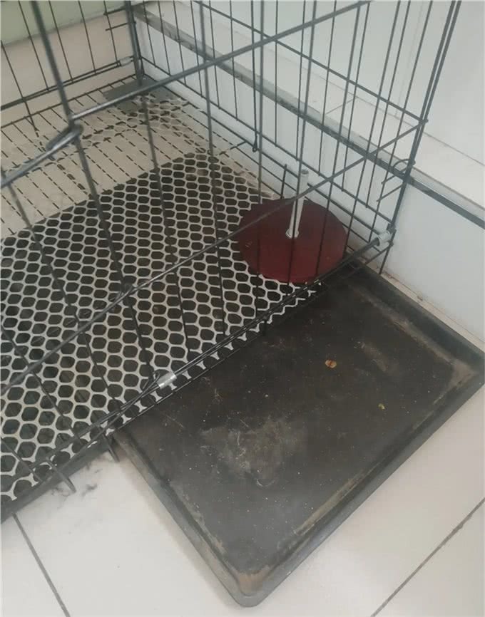 楼上养狗狗，训是第一位的