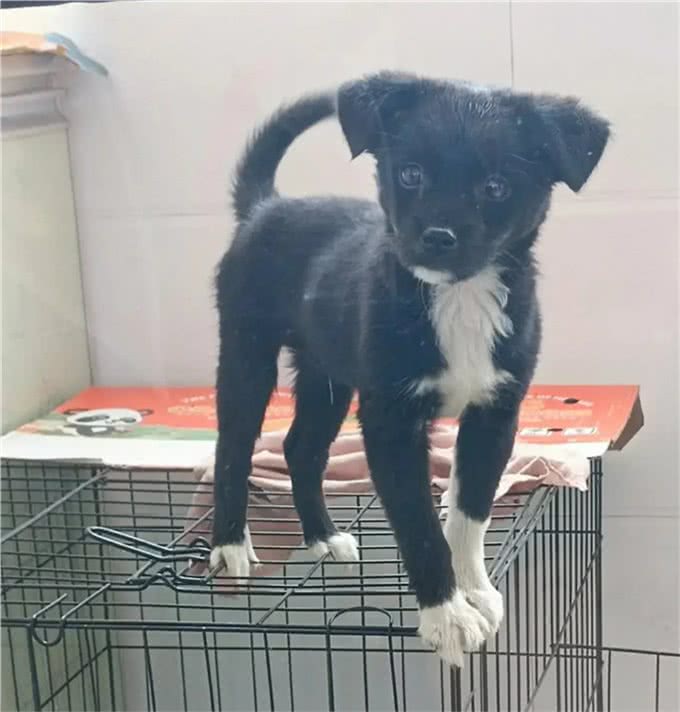 楼上养狗狗，训是第一位的