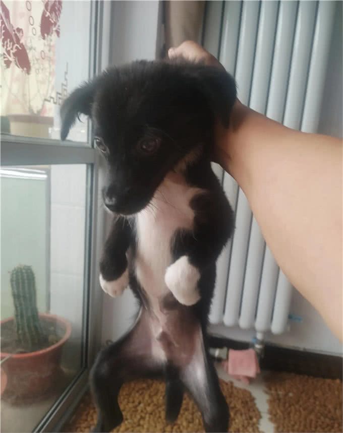 楼上养狗狗，训是第一位的