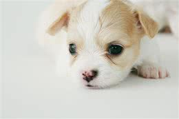 刚断奶的幼犬不能这样喂，怎么才能让狗宝宝健康长大?