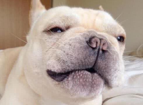 狗狗好像一直都在喘气，怎样判断是否患哮喘呢?其实两者大有不同