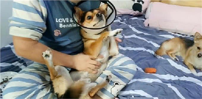 多年养狗经验，总结狗狗犯错后的6个表现，你家里的狗属于哪一种