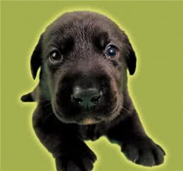 爱犬伴有流涎的疾病有这些