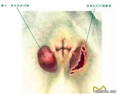 养狗手册:手把手教你给狗狗挤肛门腺