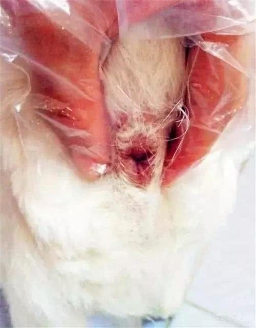 养狗手册:手把手教你给狗狗挤肛门腺