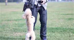 狗狗训练:狗狗作揖、拜年、拜拜、谢谢训练