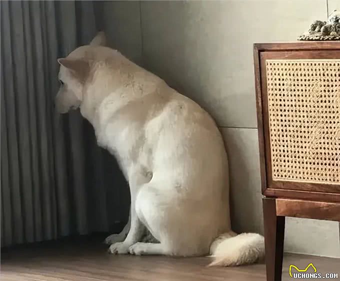 你的狗狗太缺爱的表现，你知道吗?
