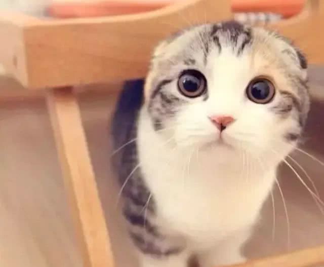 折耳猫之痛，谁人能懂?知道真相的我，顿觉心痛!