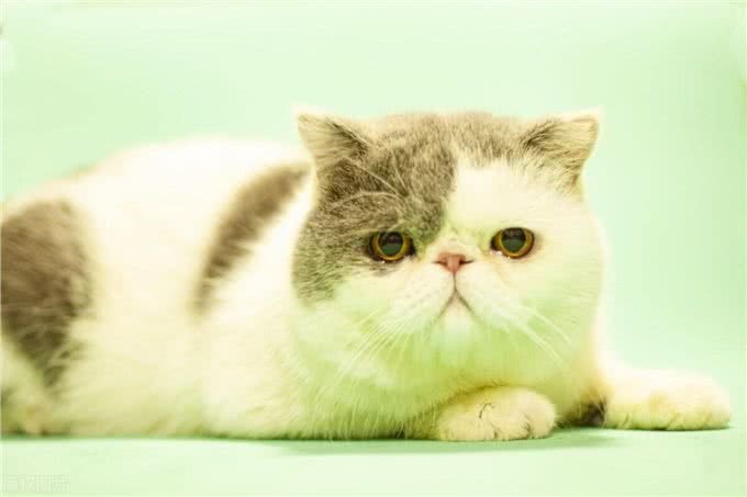 10个最可遇不可求的猫咪品种，猫界贵族，行走的财富，你知道几种