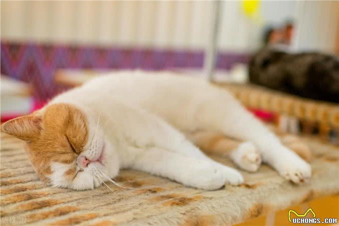 10个最可遇不可求的猫咪品种，猫界贵族，行走的财富，你知道几种