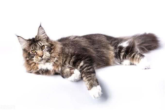 10个最可遇不可求的猫咪品种，猫界贵族，行走的财富，你知道几种