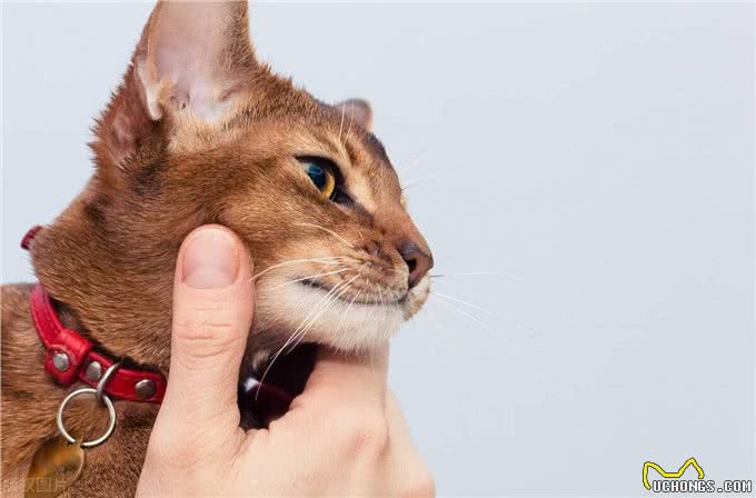 10个最可遇不可求的猫咪品种，猫界贵族，行走的财富，你知道几种