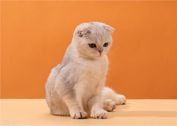 10个最可遇不可求的猫咪品种，猫界贵族，行走的财富，你知道几种