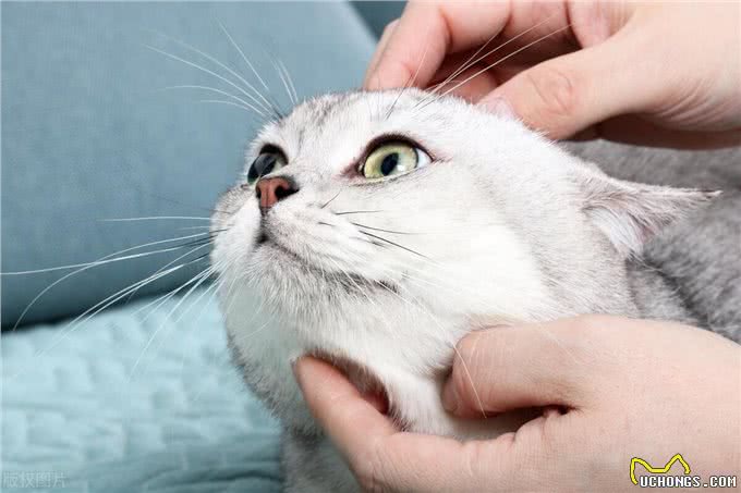 10个最可遇不可求的猫咪品种，猫界贵族，行走的财富，你知道几种