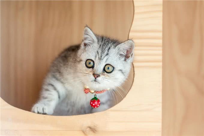 10个最可遇不可求的猫咪品种，猫界贵族，行走的财富，你知道几种