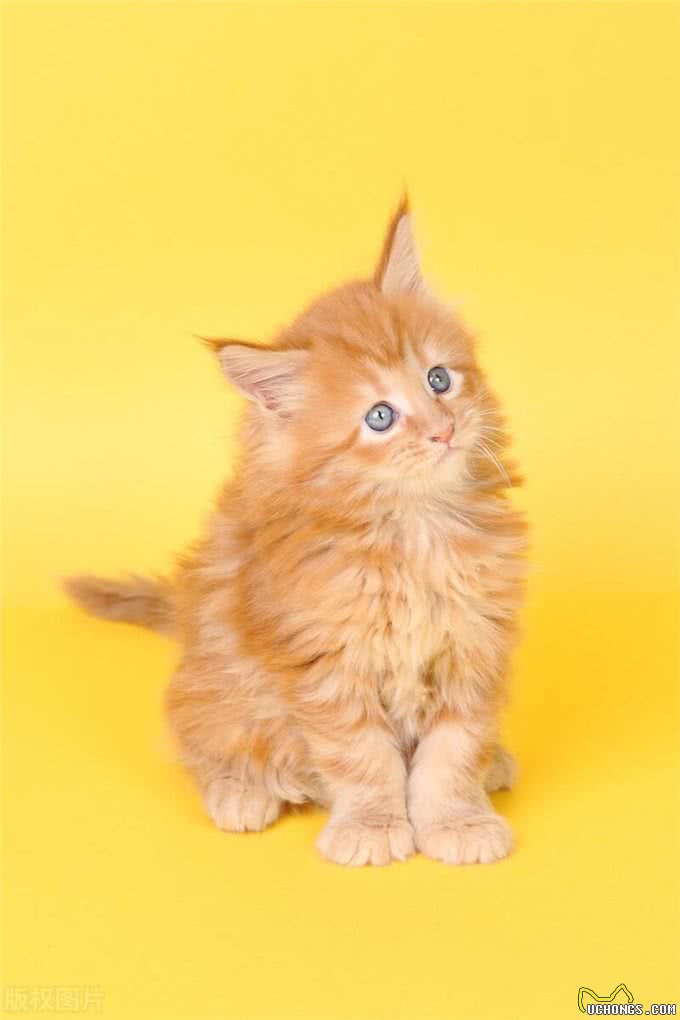 10个最可遇不可求的猫咪品种，猫界贵族，行走的财富，你知道几种