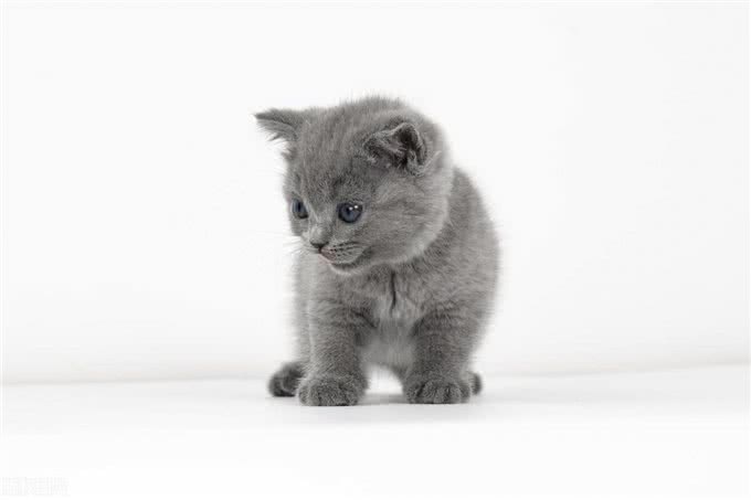 10个最可遇不可求的猫咪品种，猫界贵族，行走的财富，你知道几种