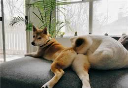 笑死!原来狗狗用屁股交流，有这些真相