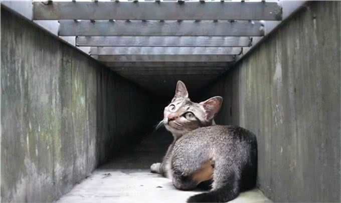 世界上最小的猫类，萌坏我的心