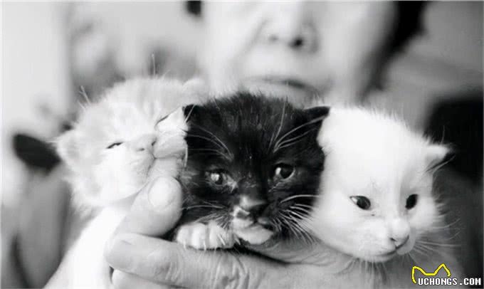 世界上最小的猫类，萌坏我的心