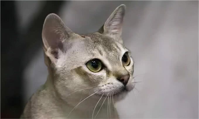 世界上最小的猫类，萌坏我的心