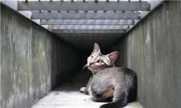 世界上最小的猫类，萌坏我的心
