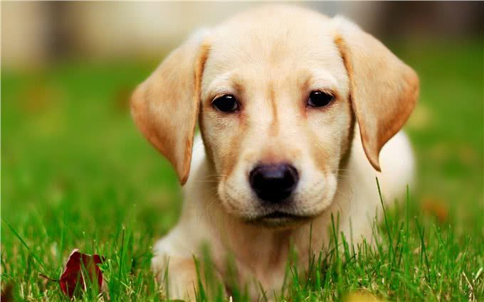 聪明的拉布拉多寻回犬