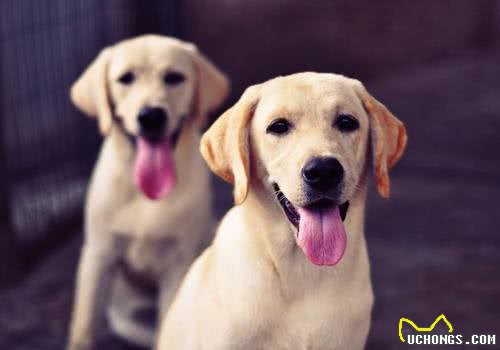 聪明的拉布拉多寻回犬