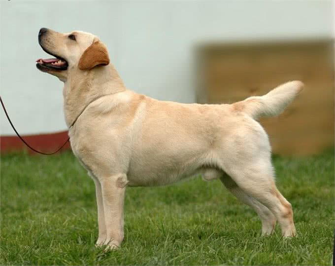 聪明的拉布拉多寻回犬