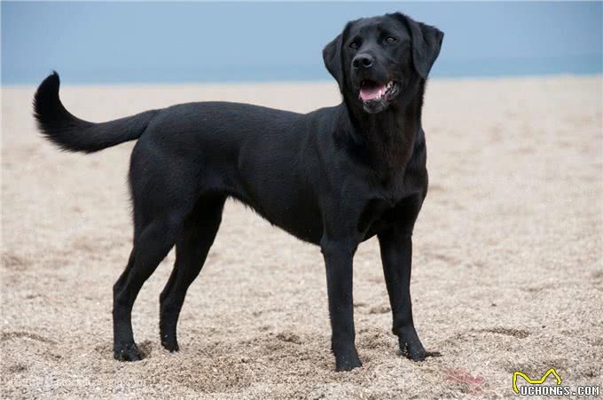 聪明的拉布拉多寻回犬