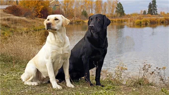 聪明的拉布拉多寻回犬