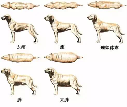 你家的狗超重了吗?