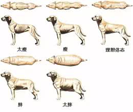 你家的狗超重了吗?