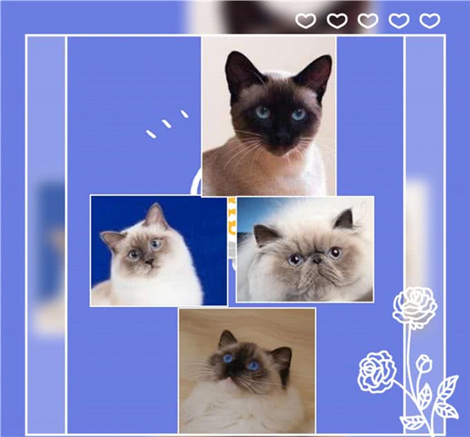 同是重点脸的猫分不清谁是谁，怎么办?不用担心，逐个帮您讲解