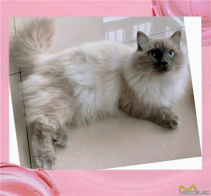 同是重点脸的猫分不清谁是谁，怎么办?不用担心，逐个帮您讲解