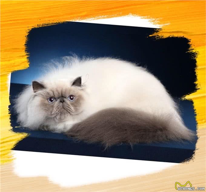 同是重点脸的猫分不清谁是谁，怎么办?不用担心，逐个帮您讲解
