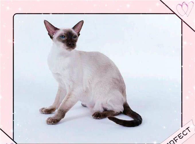 同是重点脸的猫分不清谁是谁，怎么办?不用担心，逐个帮您讲解