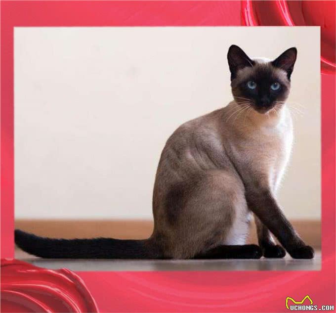 同是重点脸的猫分不清谁是谁，怎么办?不用担心，逐个帮您讲解