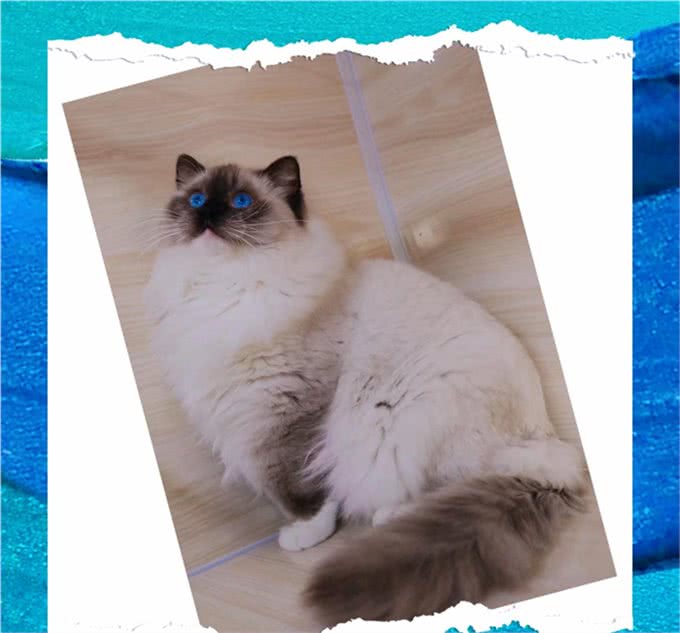 同是重点脸的猫分不清谁是谁，怎么办?不用担心，逐个帮您讲解