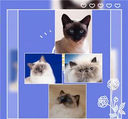 同是重点脸的猫分不清谁是谁，怎么办?不用担心，逐个帮您讲解