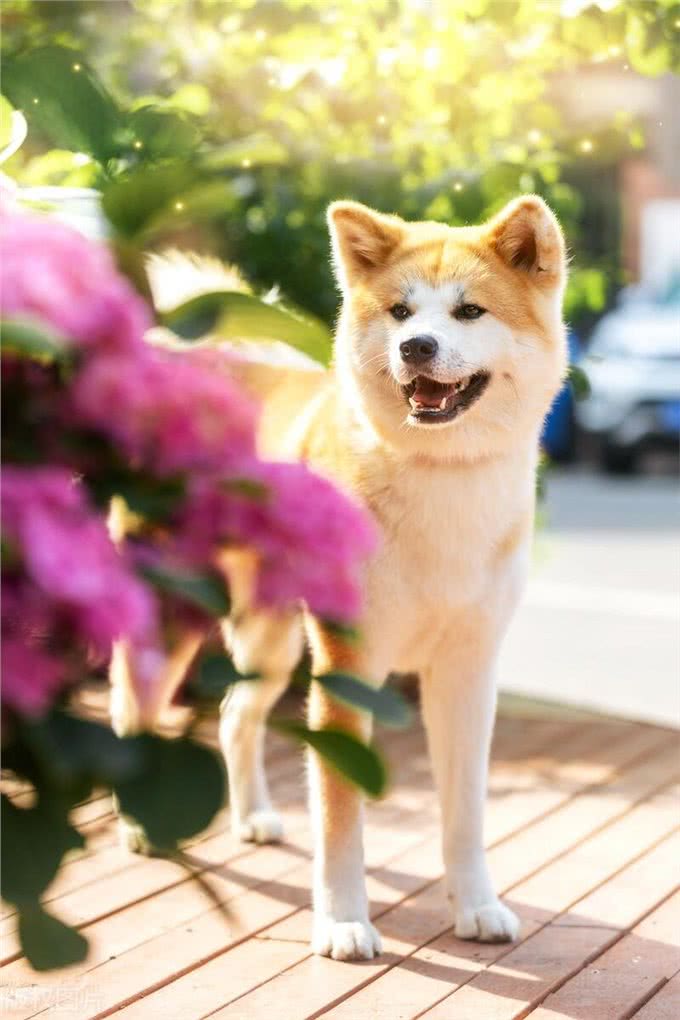 狗的起源之谜:揭秘人类最忠诚伴侣的神秘历史