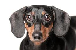 我们的救命药，可能是狗狗的致命药!看看这5种药你家有吗?